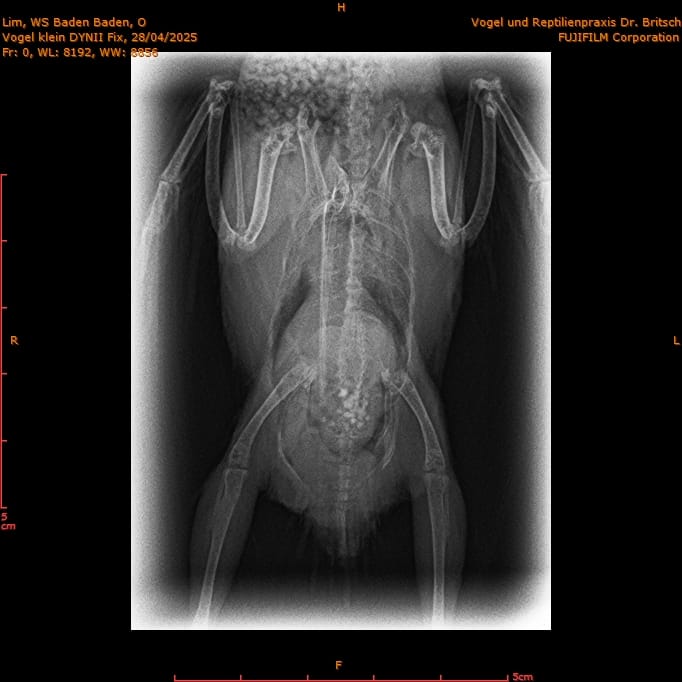 Budgie Testicular Tumor