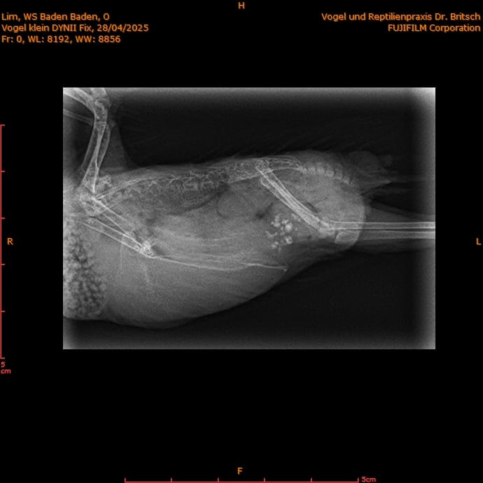 Budgie Testicular Tumor