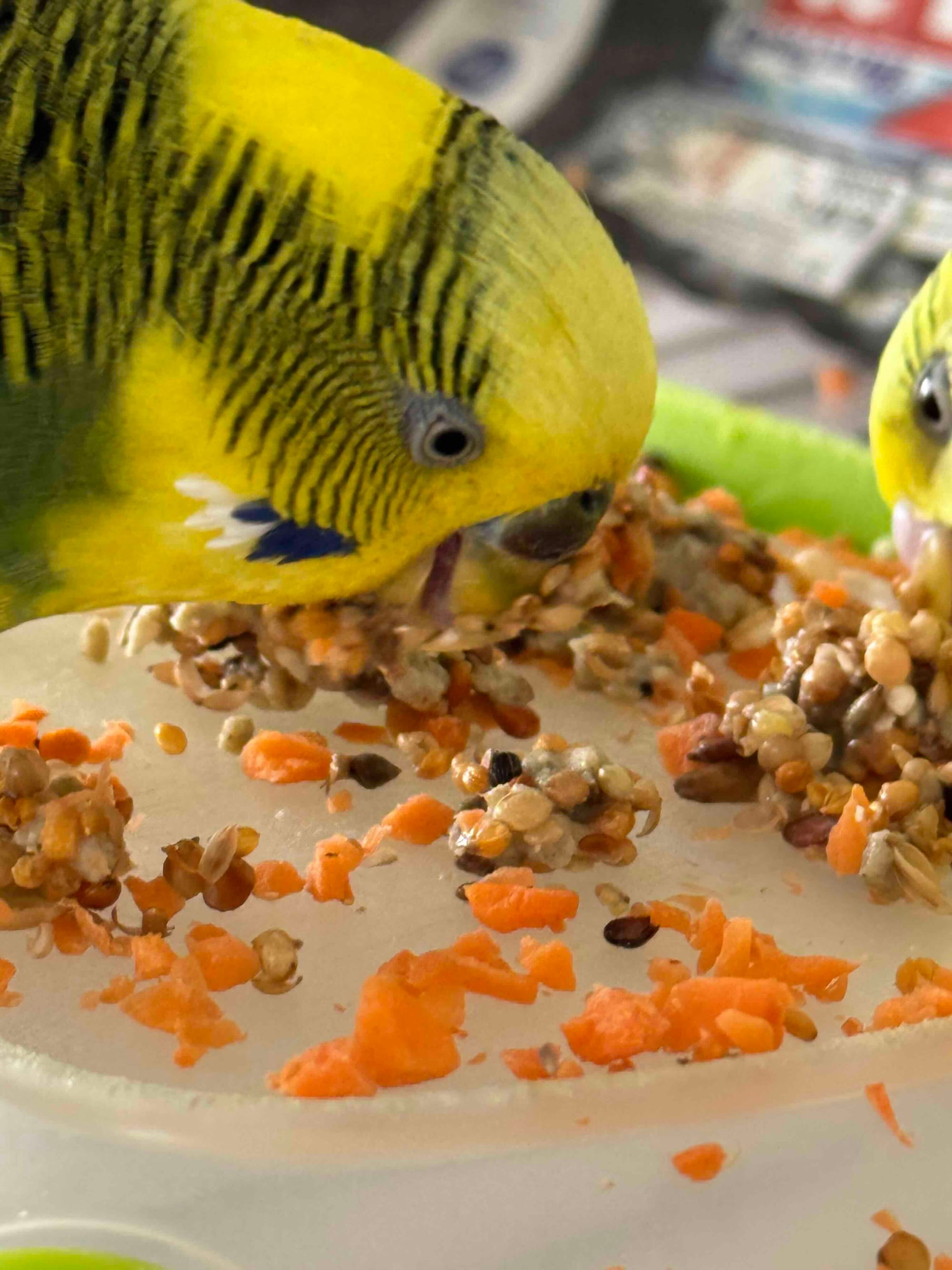 Converting Budgie to Pellets: Step-by-Step Guide for a Healthier Diet