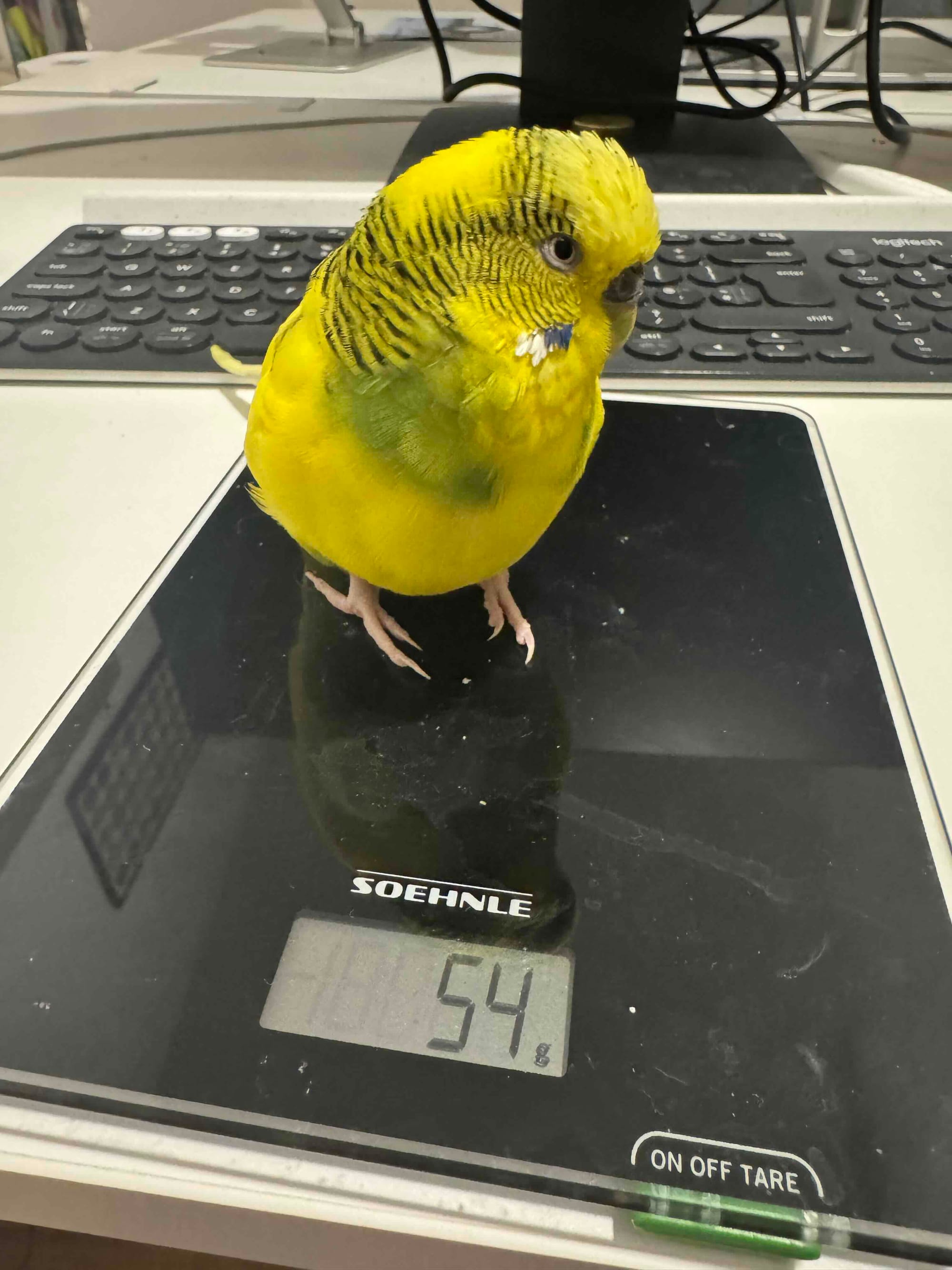Converting Budgie to Pellets: Step-by-Step Guide for a Healthier Diet