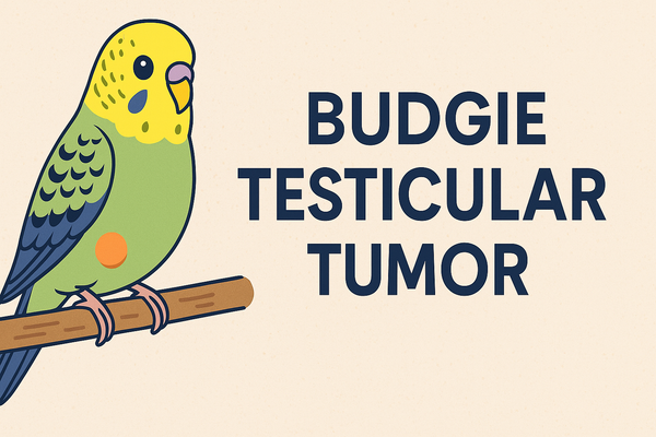 Budgie Testicular Tumor